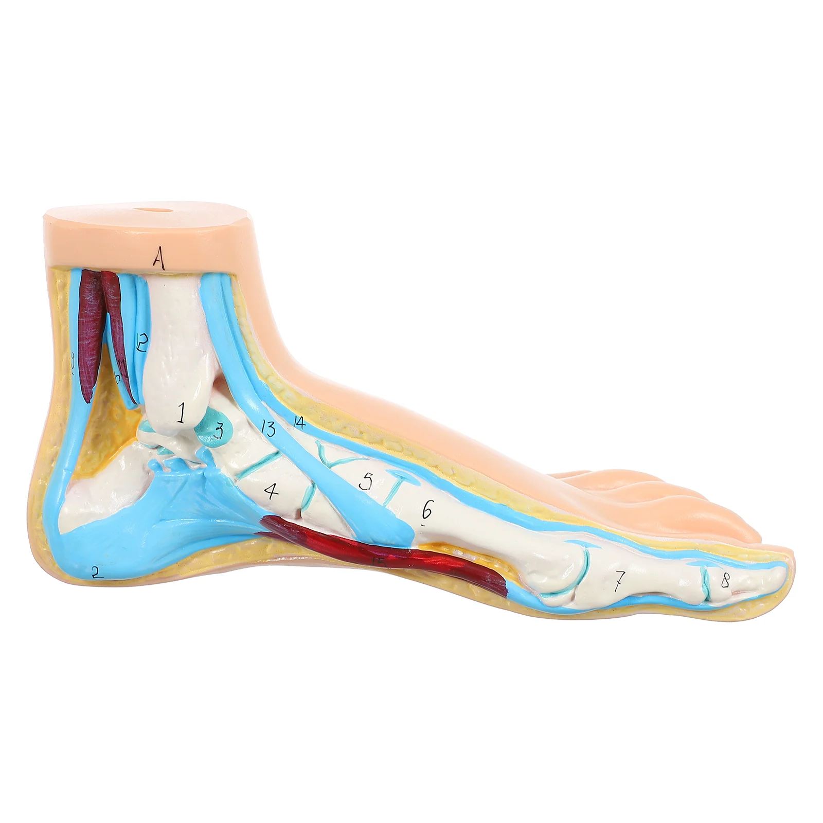 

Foot Joint Model Anatomical Anatomy Display Normal Mannequin Ordinary Clinic Mold Vinyl Medical Human Teaching Body