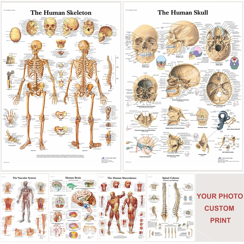 Anatomy and Physiology The Body Structure Poster Custom Posters Self-adhesive Home Medical Room Decor Skeleton Art Wall Sticker