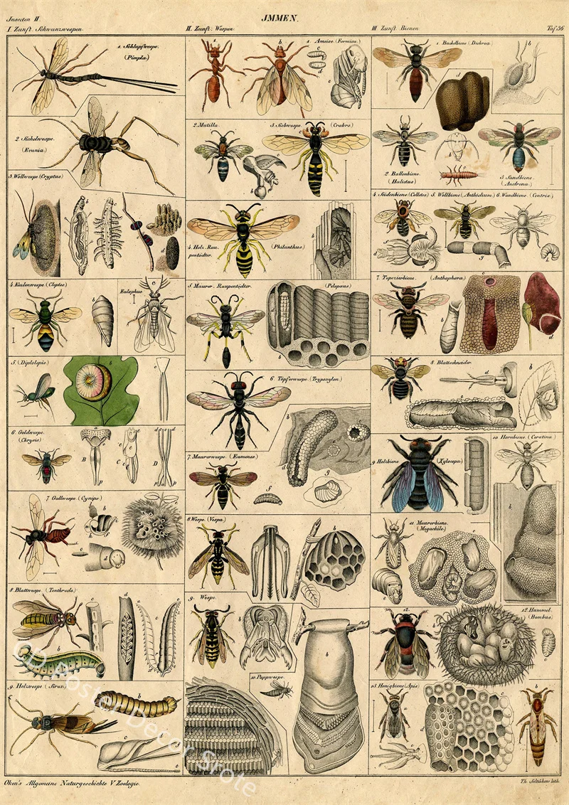 

Плакат с насекомыми и артропами А4/A3 крафт-бумага