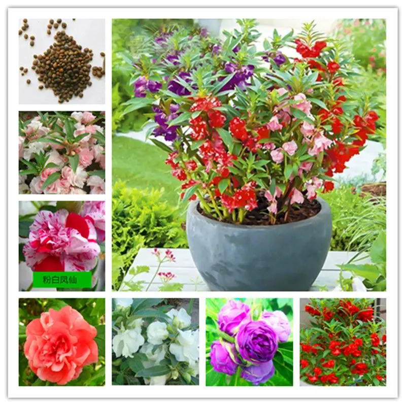 

50 шт./упак., семиллы «Fengxianhua/Zinnia-Bairicao /Gazania-Xunzhanghua / Yumeiren/Helichrysum-Maiganju»