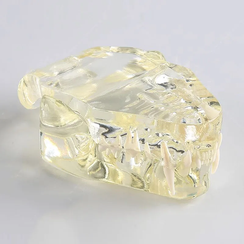 Смола животное стоматологическая прозрачная собака кошка модель оральных зубов