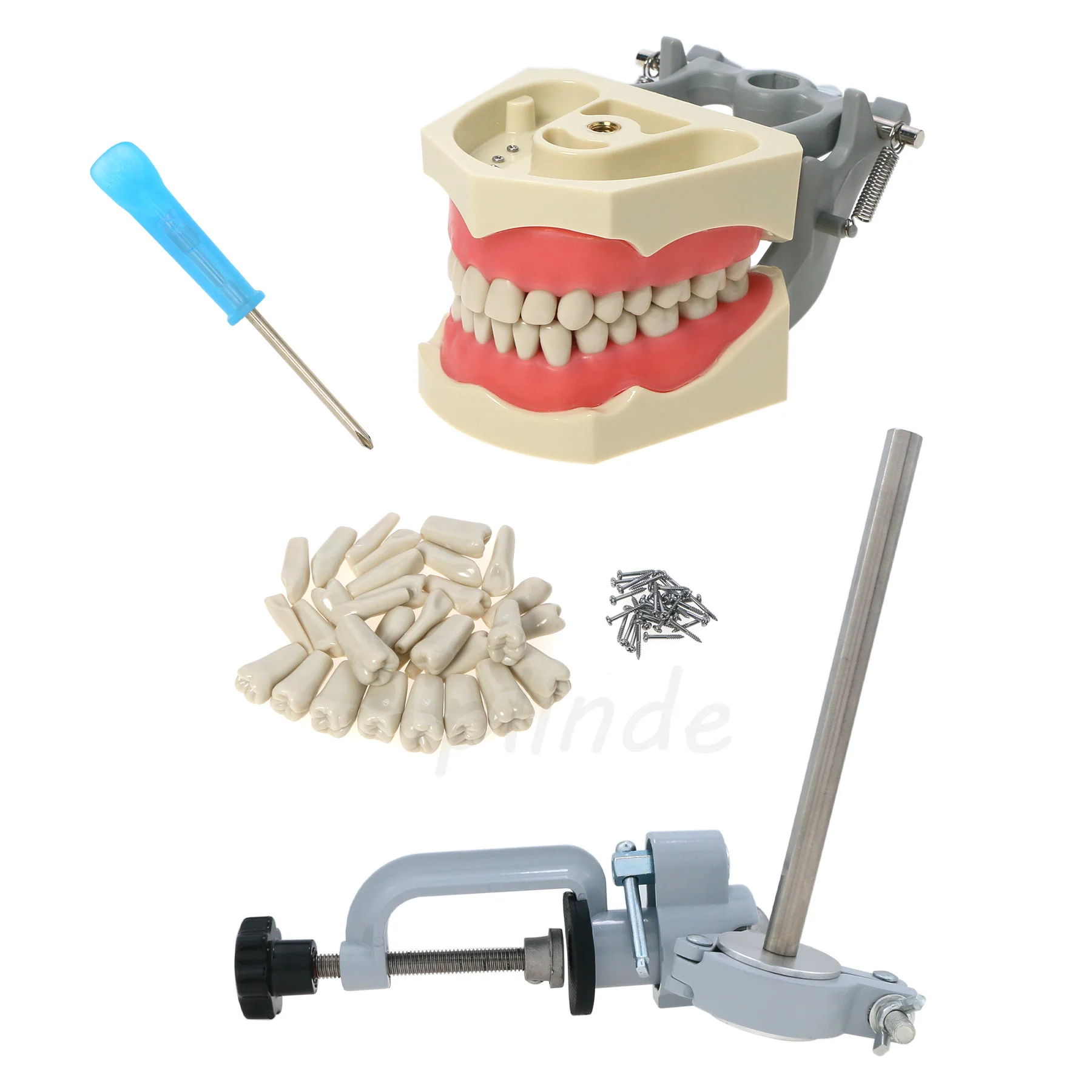 Стоматологическая модель зубов Модель зубьев модели с зубьями для велосипеда