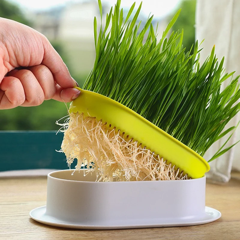 

Pet Cat Sprout Dish Growing Pot Hydroponic Plant Cat Grass Germination Digestion Starter Dish Greenhouse Grow Box Durable Breath