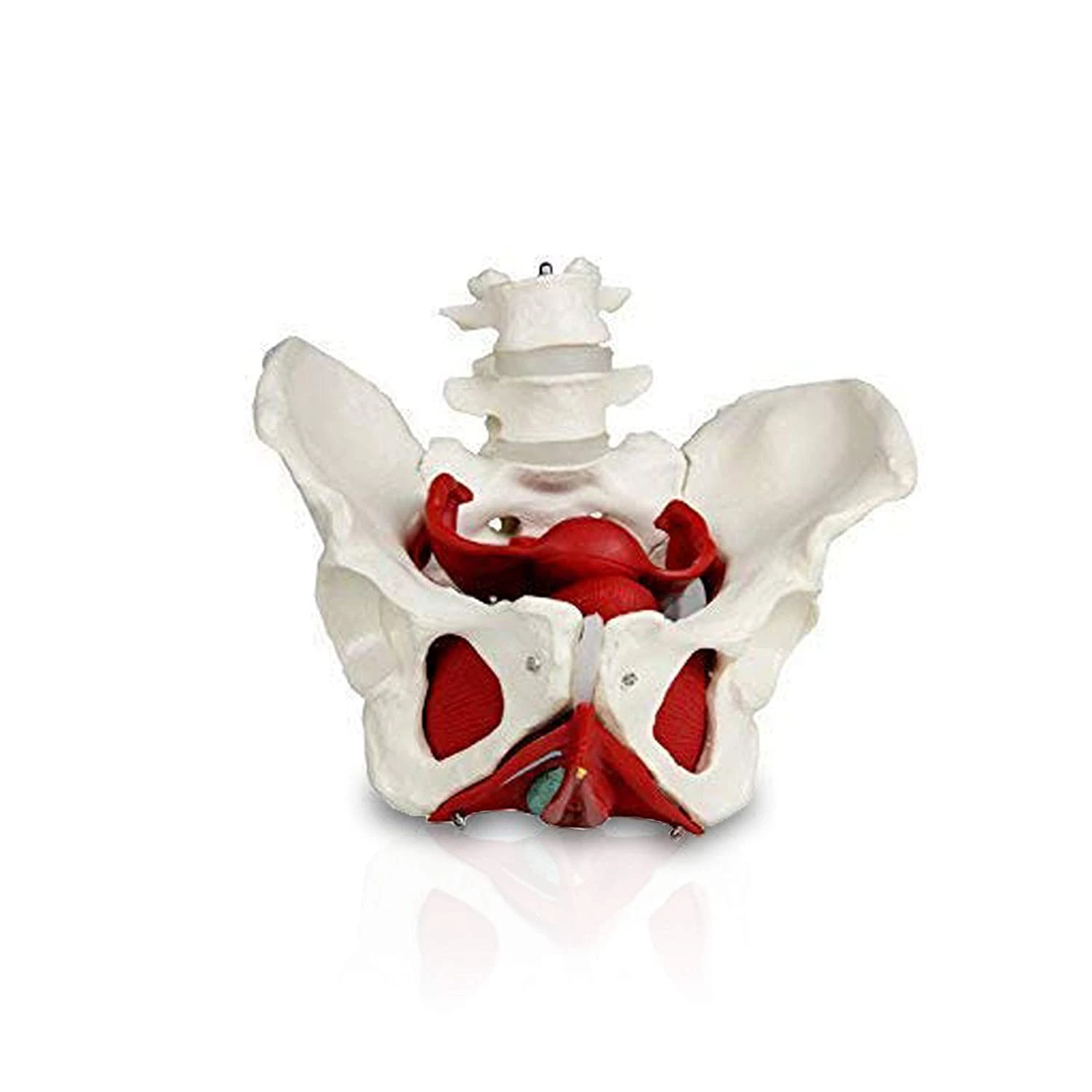 Female Pelvis with Organs Pelvic Floor Muscles and Reproductive Organs Include Uterus, Colon and Bladder