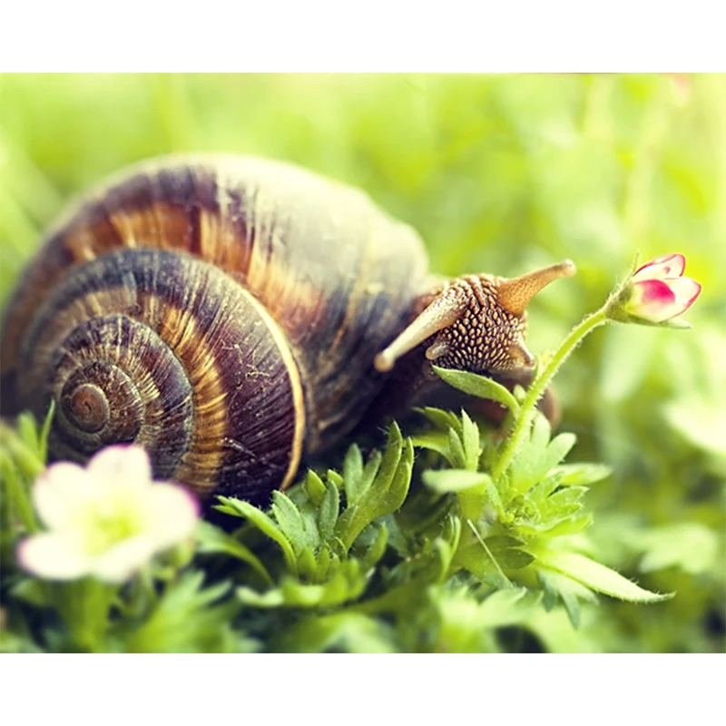 

Алмазная 5D картина «сделай сам», вышивка крестиком в виде улитки, мозаика, украшение для дома