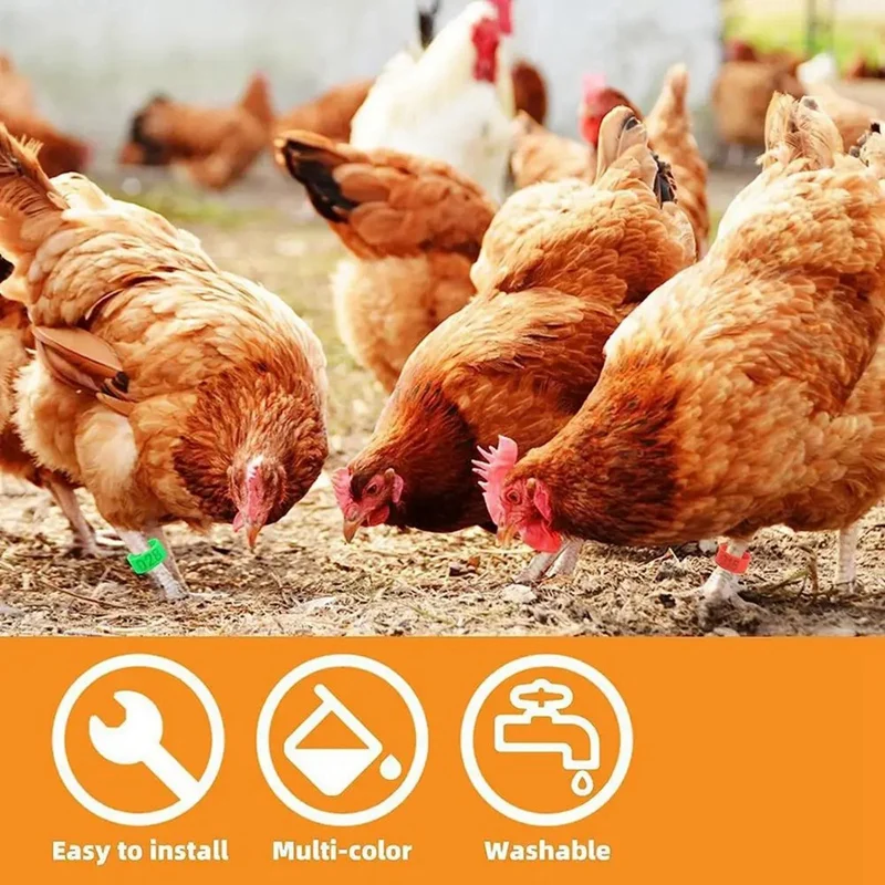 Кольцо-клипса для цыплят бедер