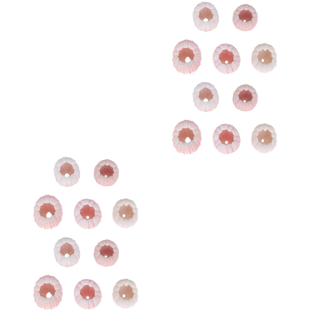 

Sea Urchin Shell Shells Decor Ocean Airbeachseashells Urchins Vase Miniaturetank Aquarium Holder Kit Succulent Planter Crafting