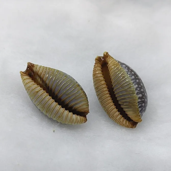 Фото Ракушки арабские Cowry из натурального Маврикия Арабика Cowrie, ракушки для поделок «сделай сам», ювелирные изделия, подарок, пляжный Свадебный декор 1,5-2,3 см №3