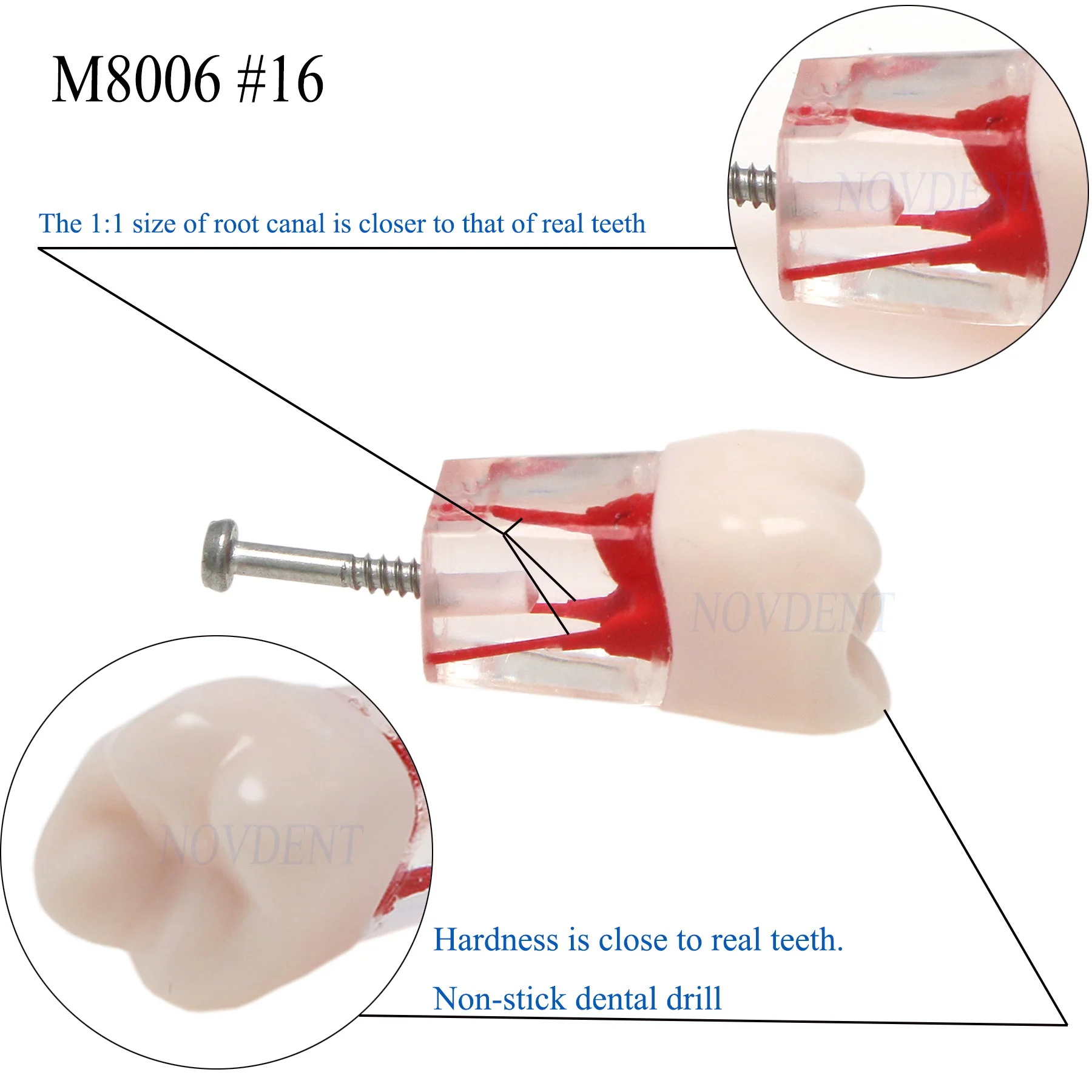 10 шт. стоматологическая модель RCT Typodont эндо корни канальная зубов учебная