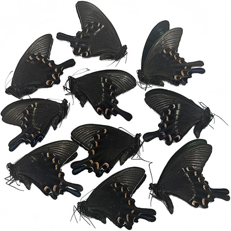 Образцы бабочек, 10 шт.