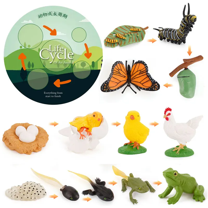 

Simulation Life Cycle Animals Model Montessori Toy Children Insect Plant Growth Cycle Biology Science Open-Ended Educational Toy