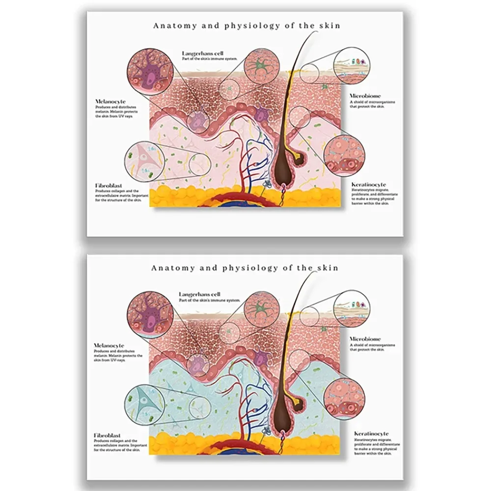 Тотомическая кожа графическая знакомство медицинский подарок