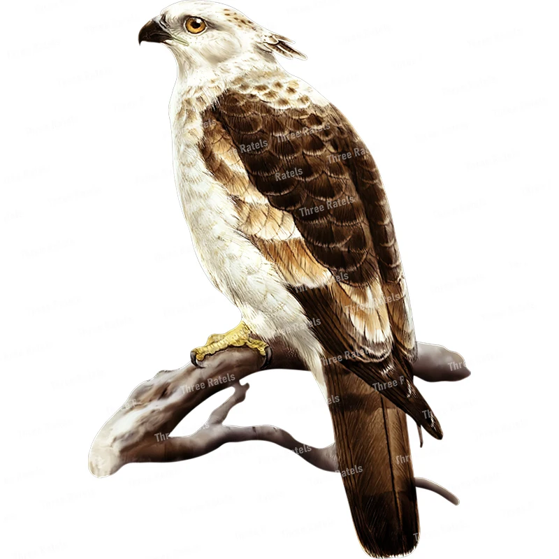 Персонализированная наклейка Three Ratels QCF168 с рисунком острых Орлов на стену для