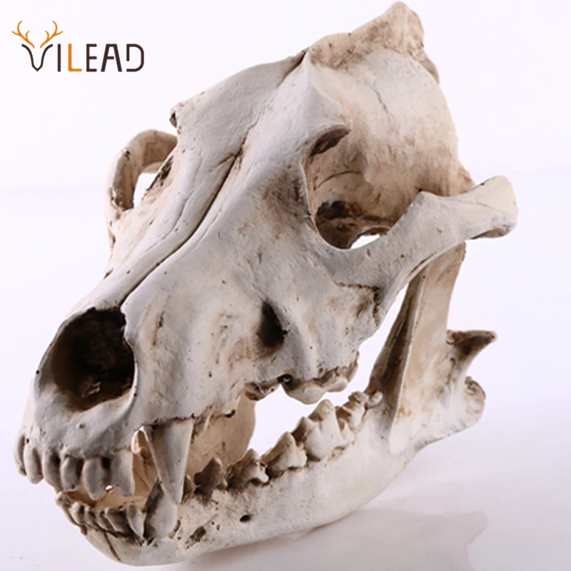 

Vilead Волк череп смола скульптура модель скелета моделирование животное череп статуя ремесло гостиная украшение интерьера Декор
