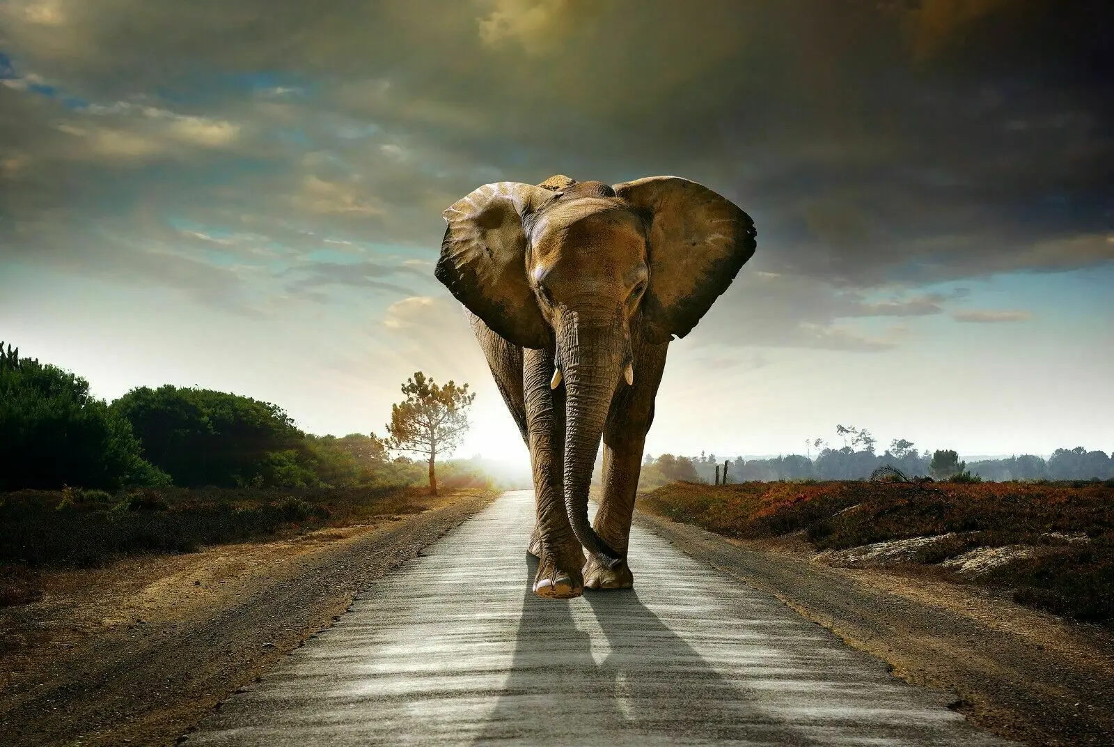 

Wild Elephant African Animal Art Picture Print Silk Poster Home Wall Decor