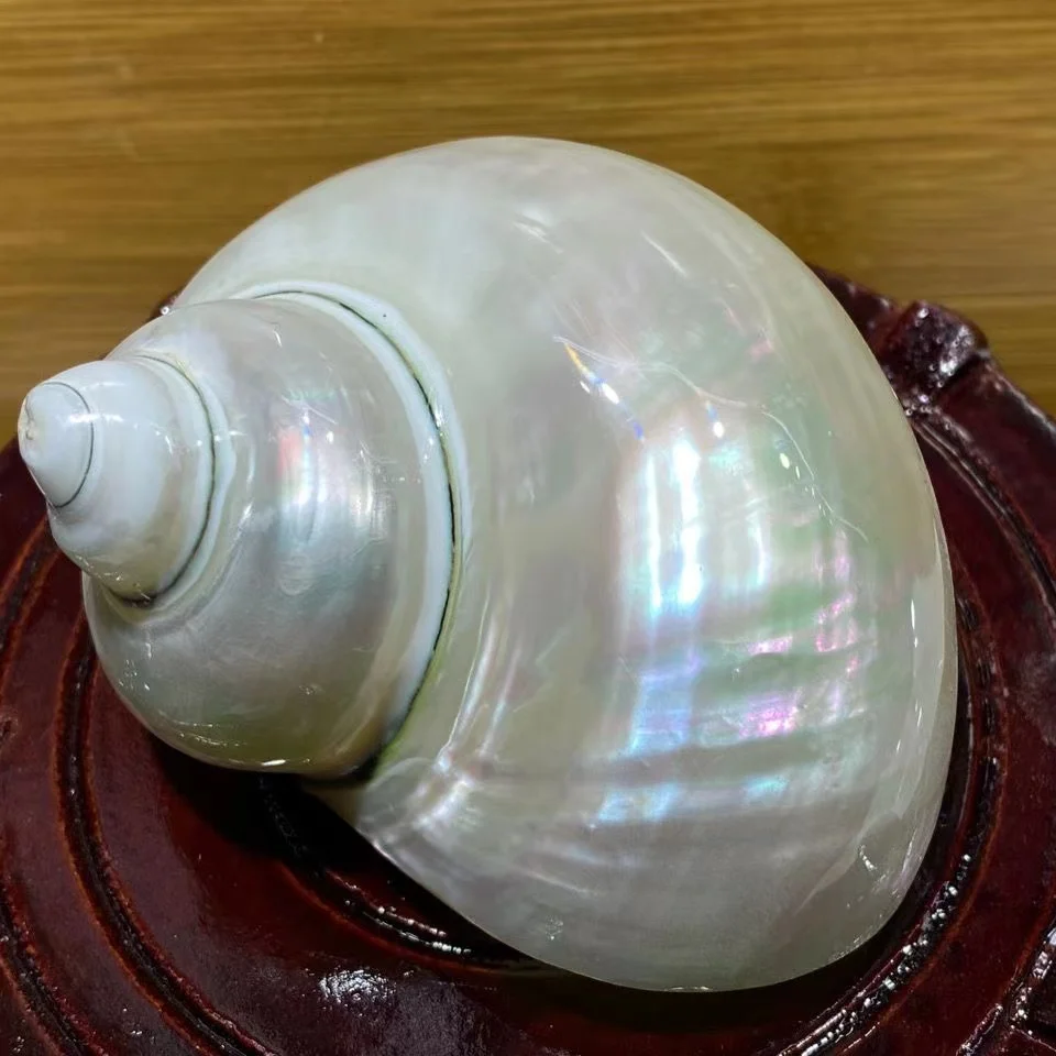 

Светящийся раковины 9-12 см, флуоресцентный раковины, раковины для аквариума, ландшафта, раковины, декоративные образцы