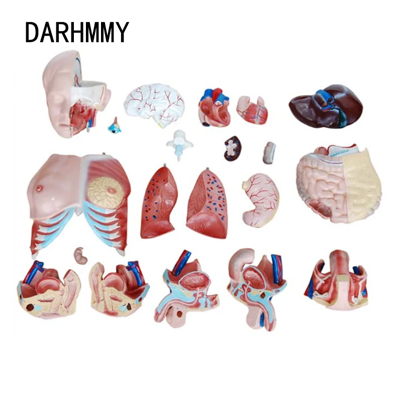 Человеческий ТОРС DARHMMY, модель тела 85 см, три секса, торс, 21 деталь, медицинская модель, внутренние органы для обучения (art.: 3920bf2b822bc) - 3920bf2b822bc