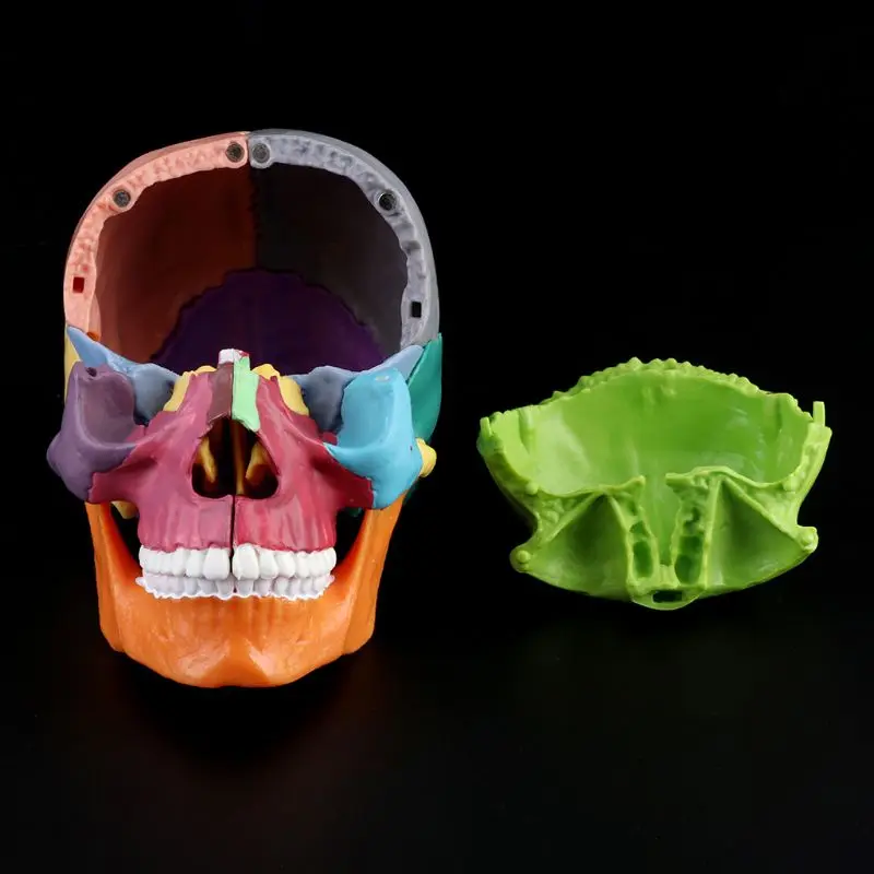 

15pcs/set 4D Disassembled Color Skull Anatomical Model Detachable Medical Teaching Tool