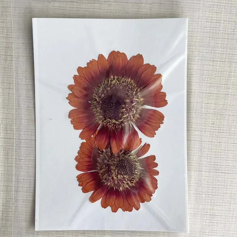 

Прессованные сухие цветы герберы NYAConfetti