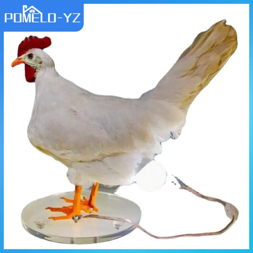 

Куриные яйца, Цыпленок, ночник, украшения, Имитация животных, куриные яйца, лампа, светильник Carnival Taxidermy, пасхальный домашний декор