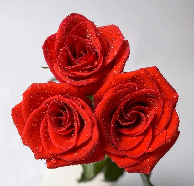 Bokbit Ju для 1 шт. 55 Шарф