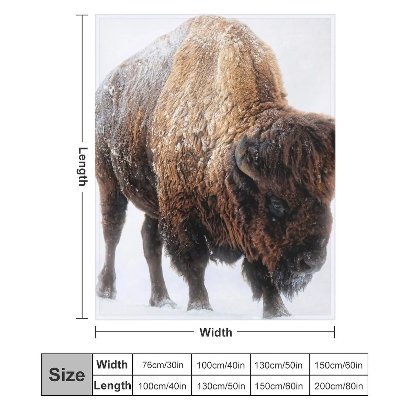 Американский бизон подвиет сквозь зимнее одеяло со снегоступом