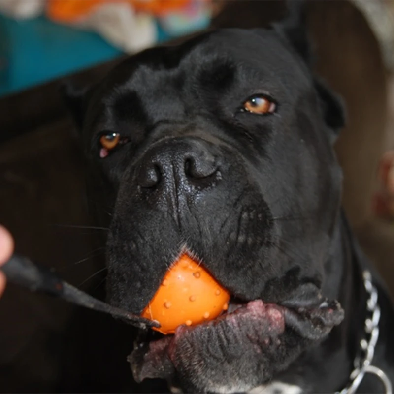 

Pet Toys High Quality Multiple Color Natural Rubber DogToy Ball On A Strap Rope Pet Dog Training Toys Pet Supplies Dog Accessori