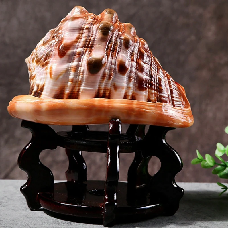 Натуральный горшок быка шлем ракушка Коралловая морская улитка Аквариум