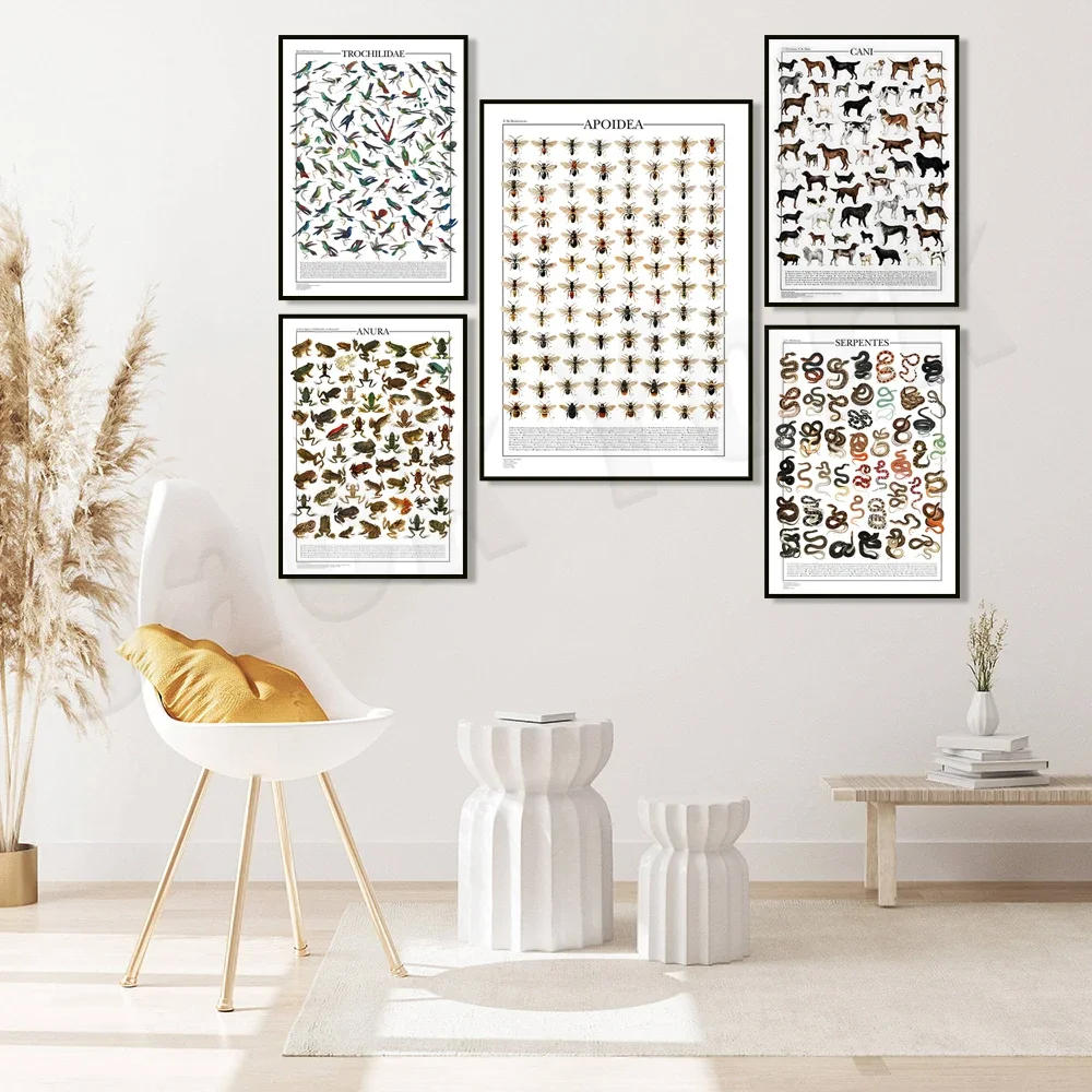 Колибри змея лягушка пчелиный животный узор виды змеи постер с птицами знаний