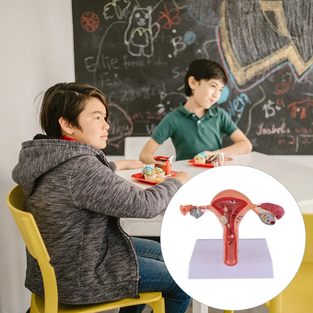 

Female Uterus Structure Biological Models Students Educational Experiment