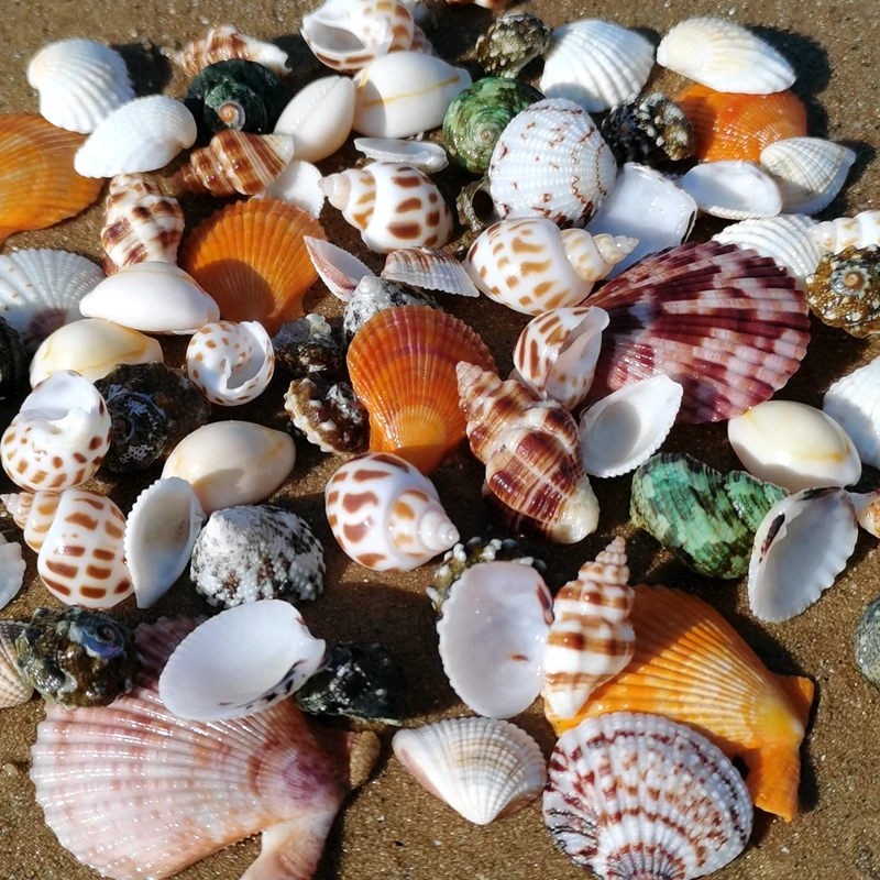 

Раковины морских звезд