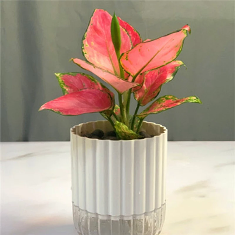 

HOT-White ABS+PP Hydroponic Resin Flower Pots Loblolly Pine Pocket Leaf Alocasia Plant Flower Pots