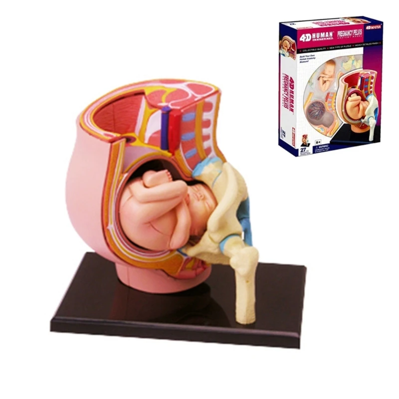 

Human Pregnant Pelvis Section Model with Pregnancy 9 Months Baby Fetus Model Pregnancy Anatomy Of The Placenta Model H8WD