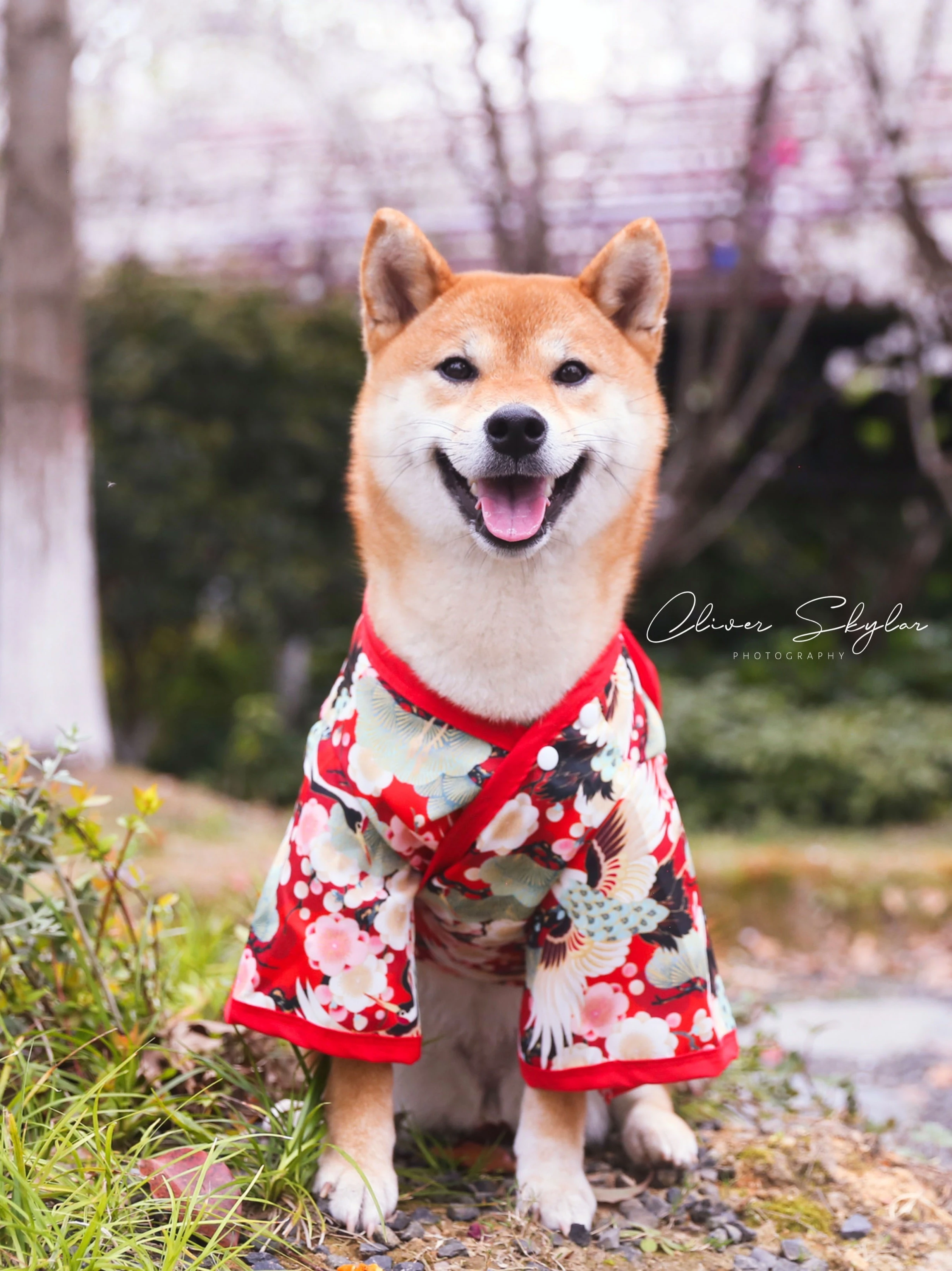 

Pet clothes dog cherry blossom season/shiba inu kimono Japanese cranes bathrobe cat dog thin spring and summer clothing festival