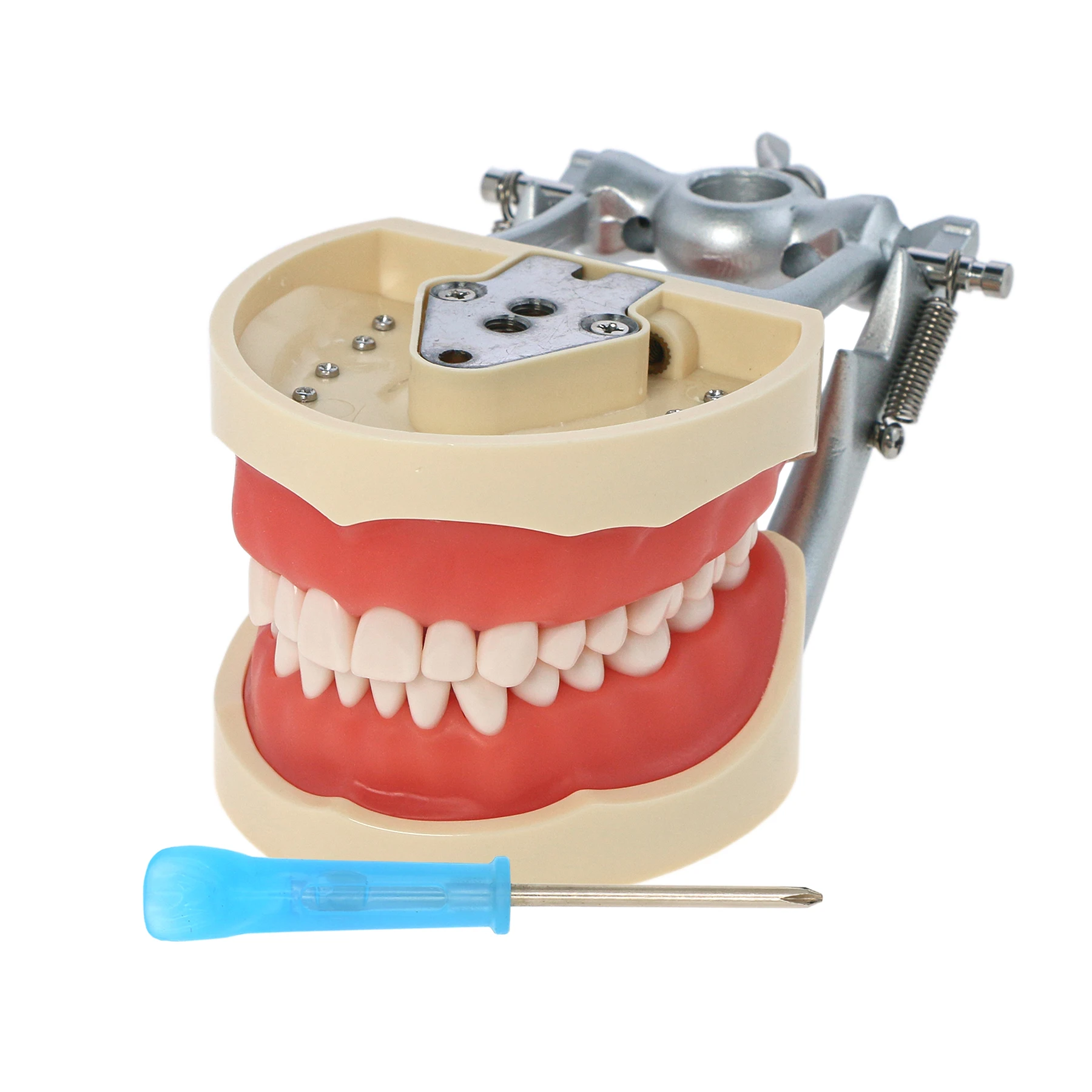 Стоматологическая модель зубов Typodont совместимая с Kilgore NISSIN 200 съемные