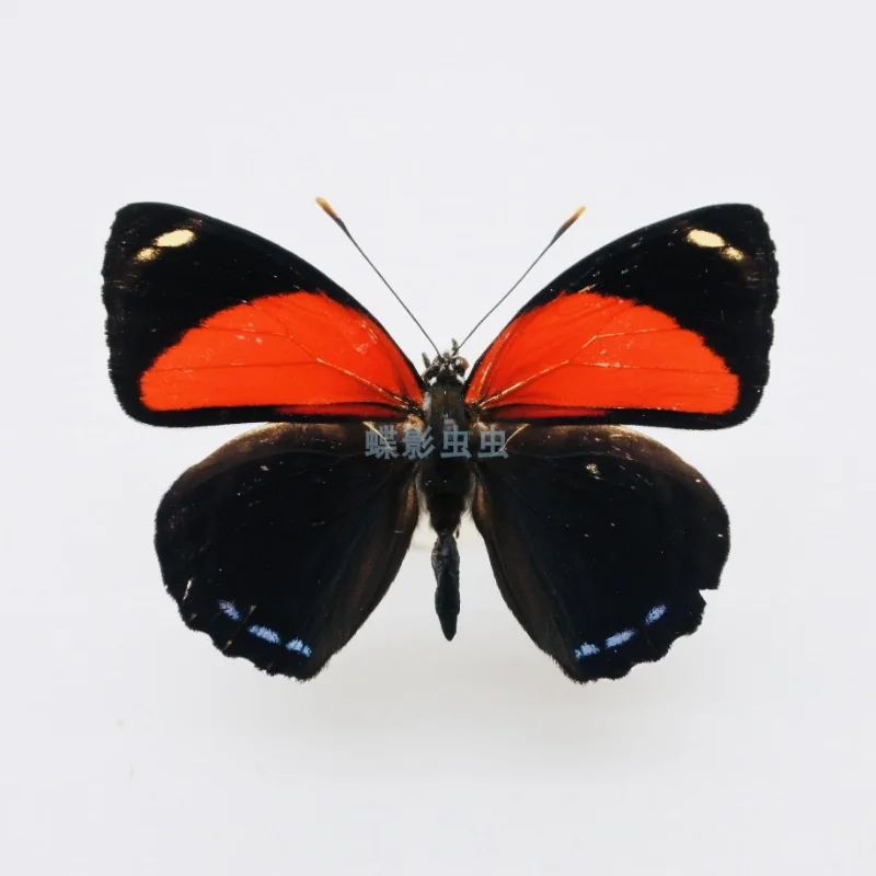 

Callicore pygas butterfly specimen home decoration DIY handicraft hobby collection teaching research home accessories