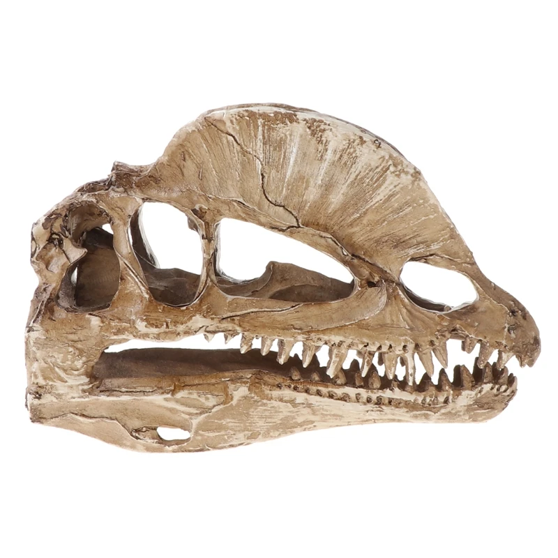Череп динозавра дилофозавра поделки из смолы для обучающей модели ископаемого