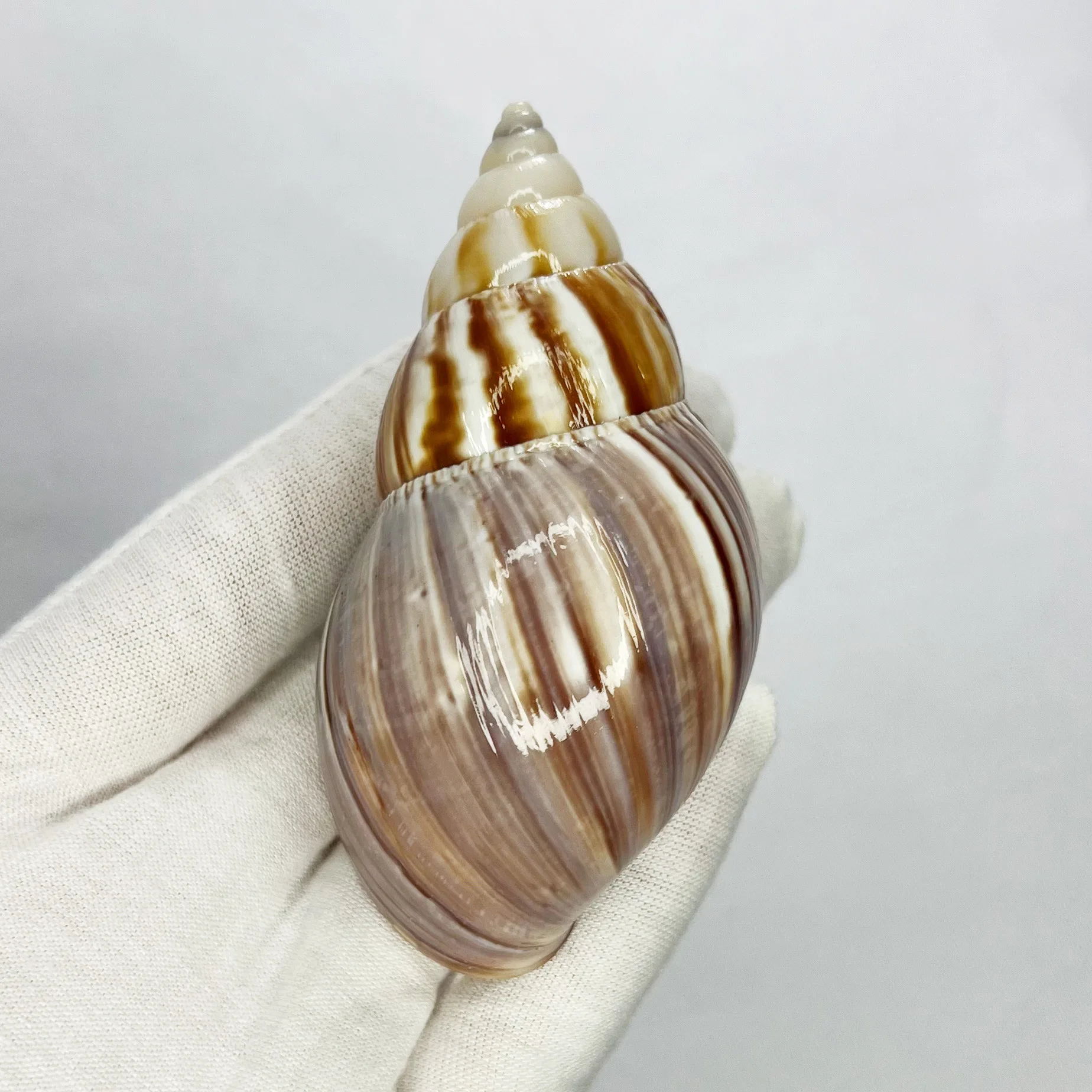 

Натуральные турбо-ракушки для аквариума