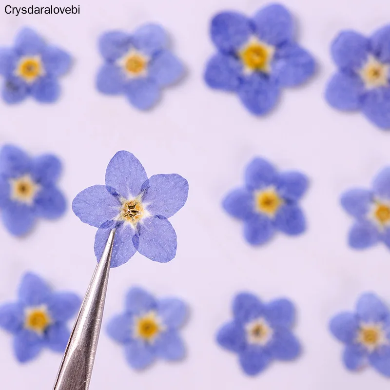 

120pcs Pressed Dried Natural Mini Blue Myosotis Sylvatica Forgetmenot Flower Plant Herbarium For Jewelry Phone Case Nailart DIY