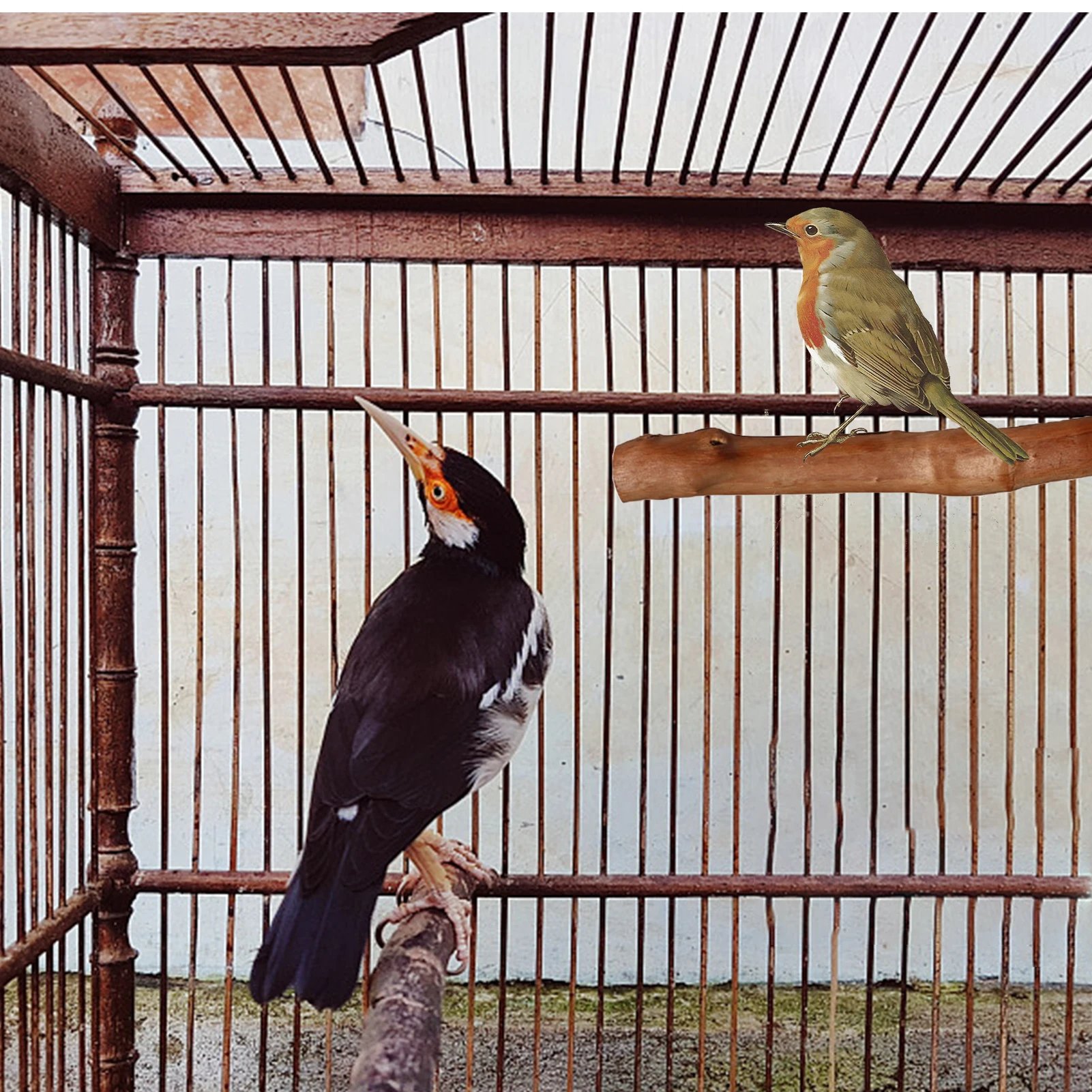 

4pcs Natural Wood Bird Perches Parakeet Perch Set Bird Cage Accessories Bird Play Stand Stick Set For Cockatiels Parakeets