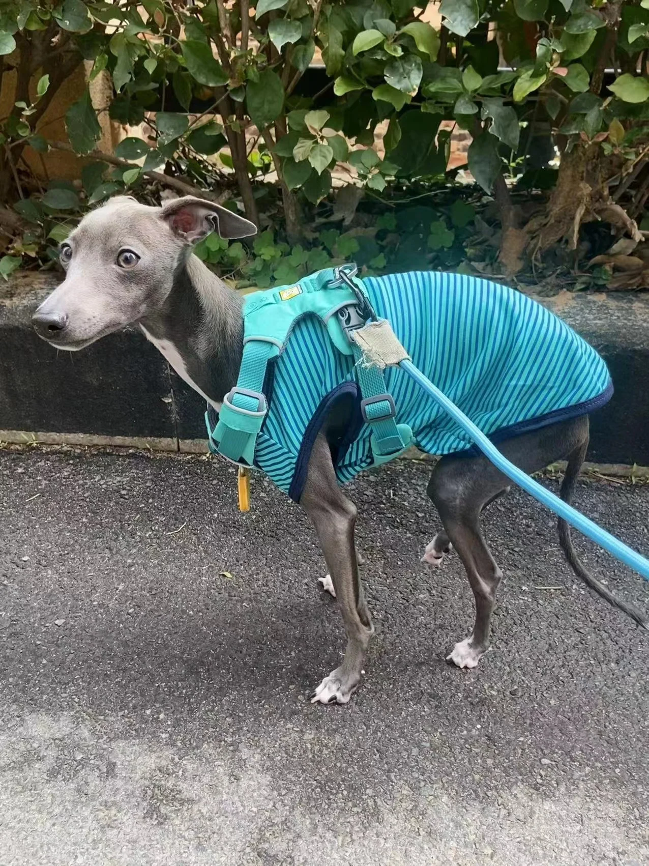 

Striped dog small dog medium and large dog cat Teddy Bomei Schnauzer cotton spring and autumn thin vest large
