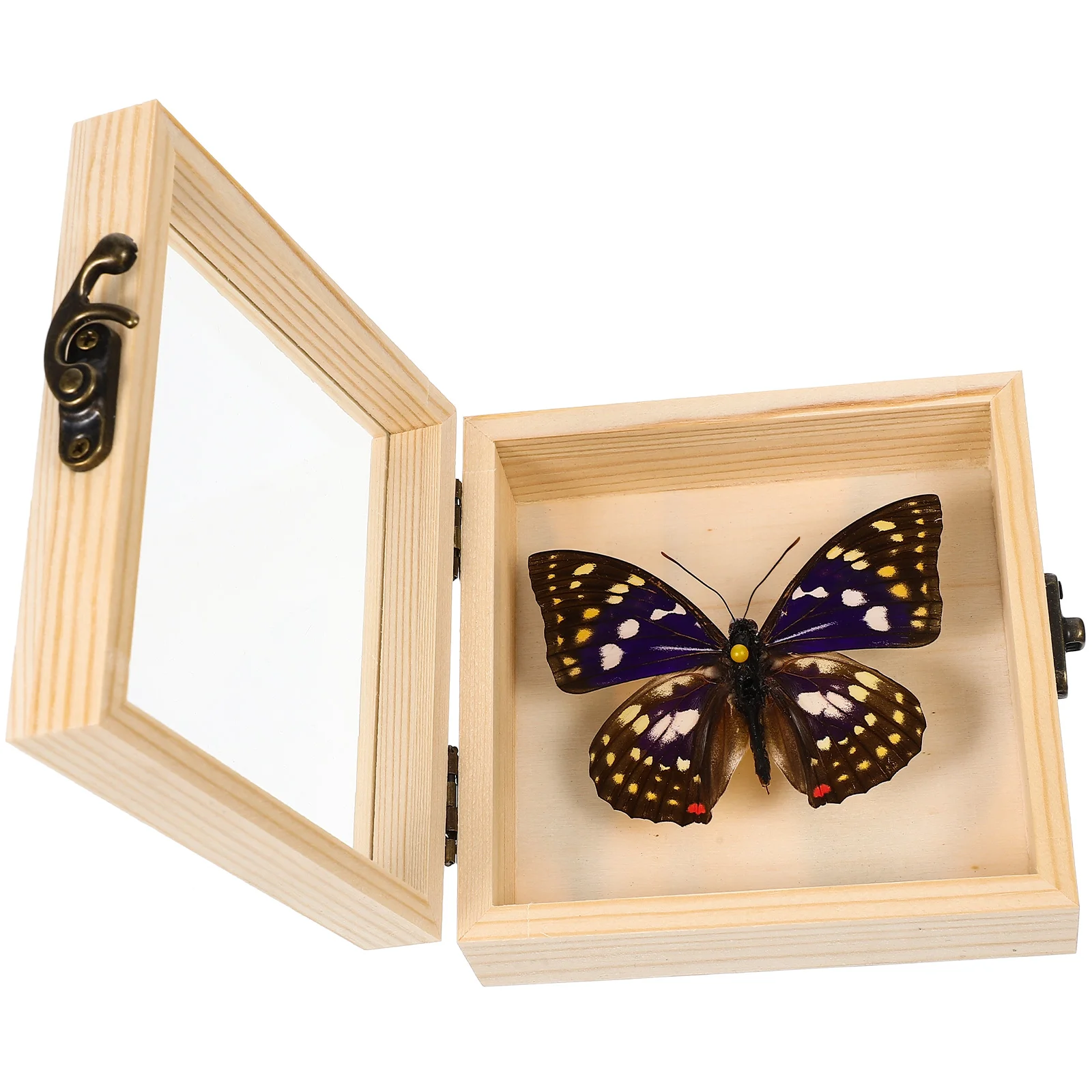 

Specimenframe Displaytaxidermy Framed Hanging Collection Wall Decor Bugspreserved Craft Photos Ornament School Real Educational