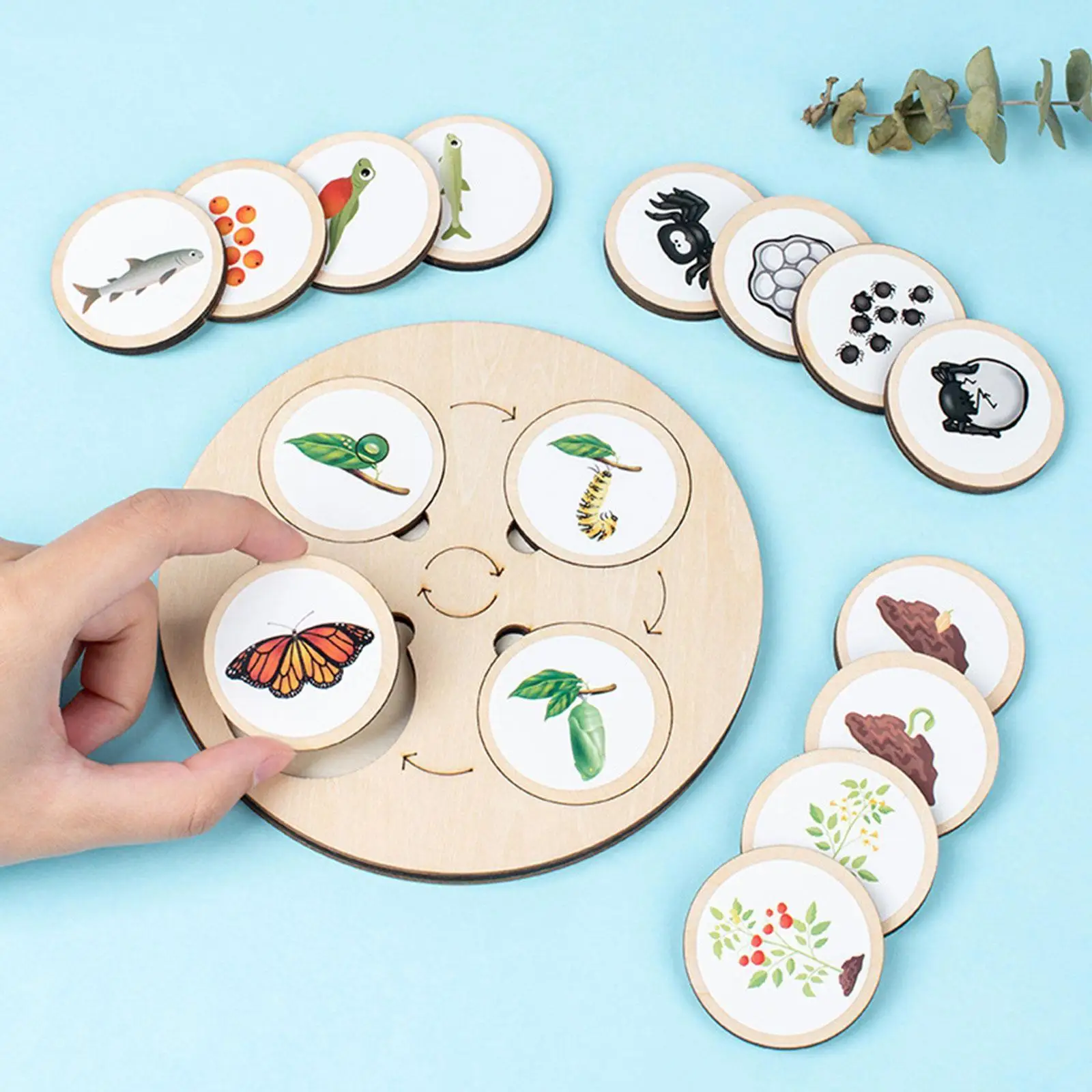 

Доска Монтессори с жизненным циклом, набор для биологии, научные Развивающие игрушки для детей, сенсорный лоток, фигурка животного, Woode S8d6