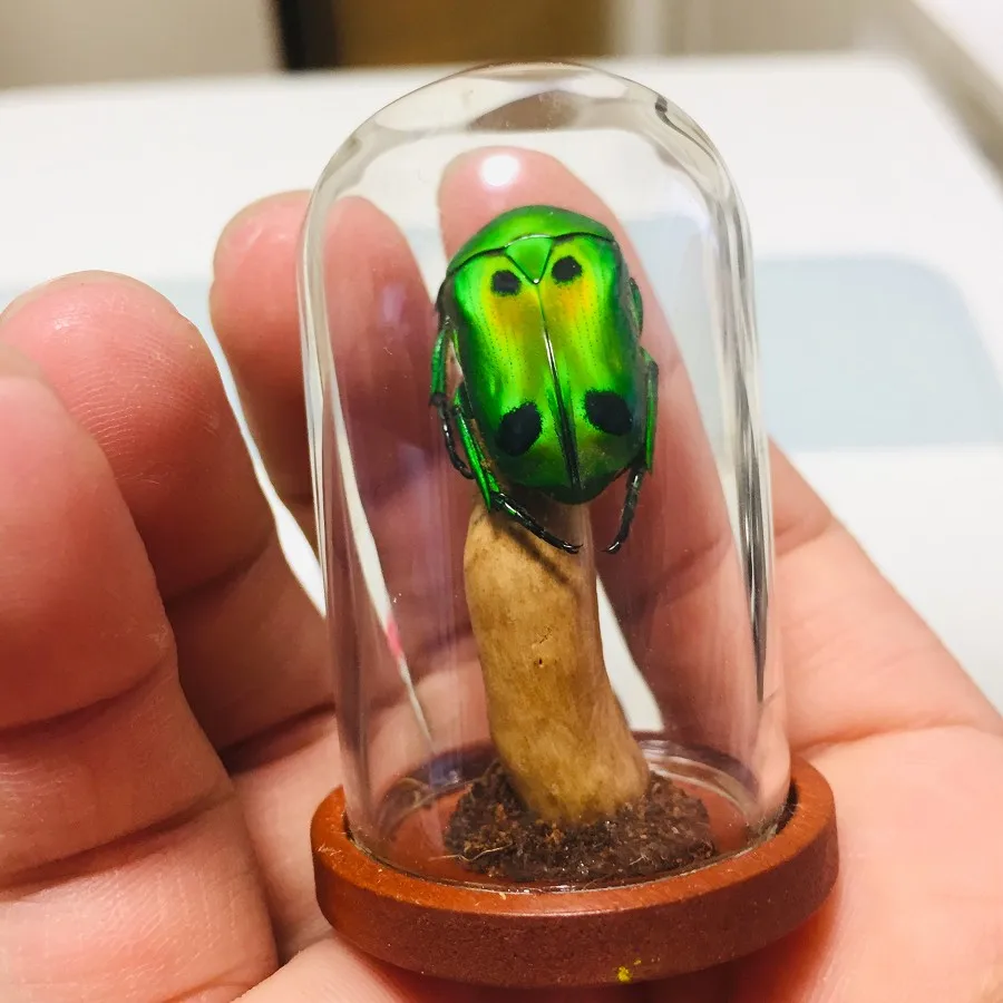 Желтый образец человеческого лица жук паровое насекомое коллекция фотографий