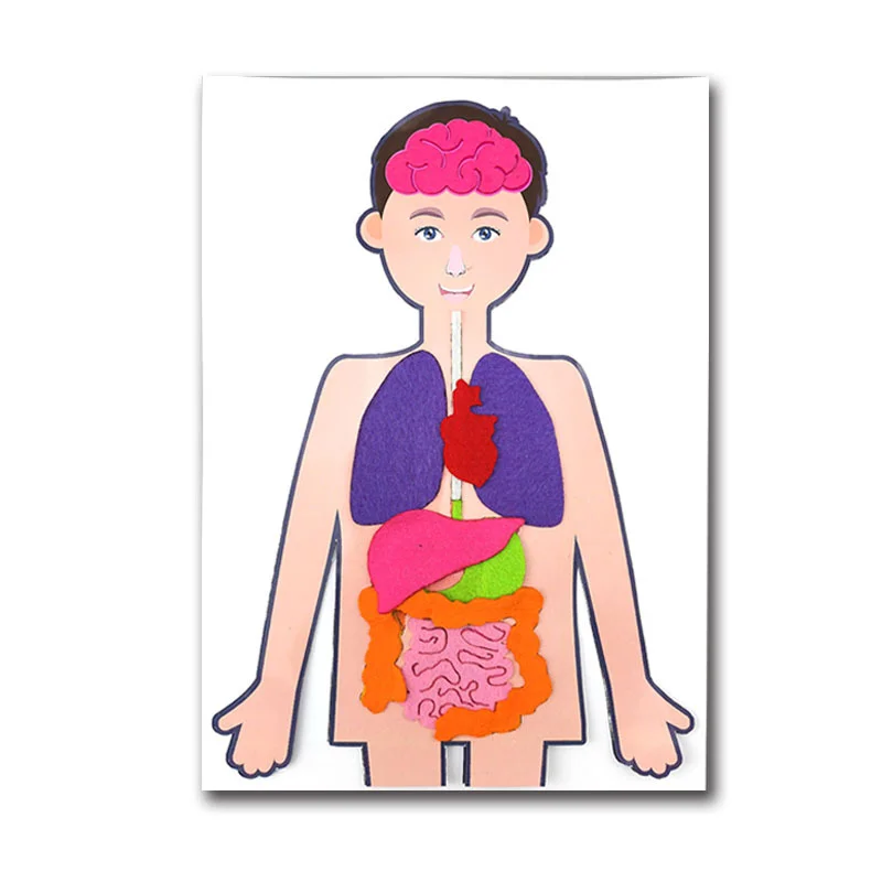 

2 Sets of Teaching Aids Human Organs Models DIY Teaching Aids for Children