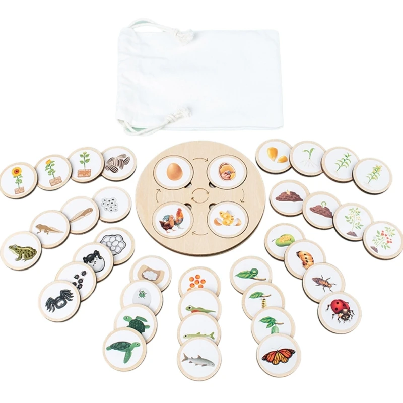 

Montessori Life Cycle Tray with Stickers for Learning Biology Plants Growth
