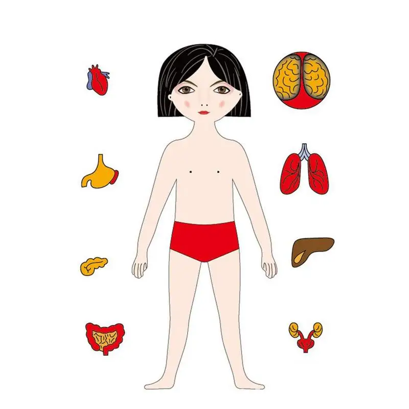 

Montessori Wooden Human Body Puzzles For Toddler Wooden Human Puzzles Wooden Puzzle Toys Girl Anatomy Play Set Educational