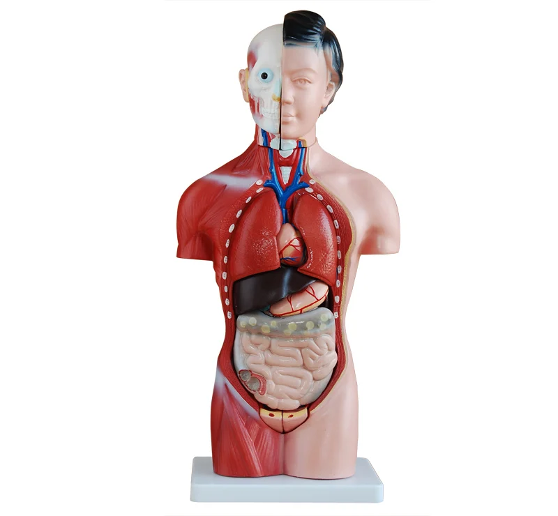 

Medical Anatomical Human Torso 15 Parts, 42CM Female Torso Model