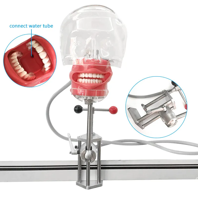 Simulador Dental Nissin maniquí cabeza fantasma modelo de cabeza fantasma Dental con nuevo estilo de montaje en banco para la educación del dentista