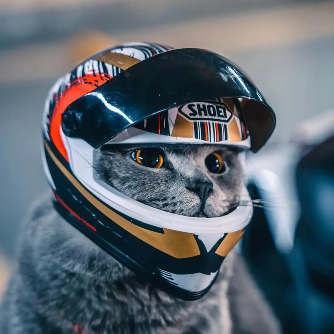 S,cat Helmet,dog Helmet-outdoor Mini Head Protecting Safe Ha
